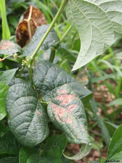 Information On Common Bean Problems – Tips On Growing Beans