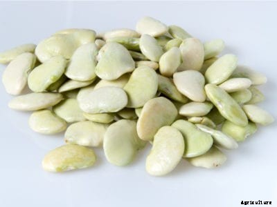 Growing Butter Beans In Your Garden