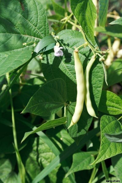 Tips For Growing Beans – Learn How To Plant Beans In The Garden
