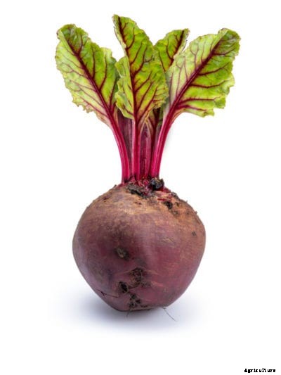 Can You Re-Grow Beets From Tops – Do Beets Re-Grow After You Eat Them