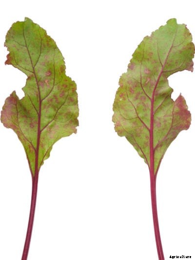 Beet Cercospora Spot – How To Treat Cercospora Spot On Beets