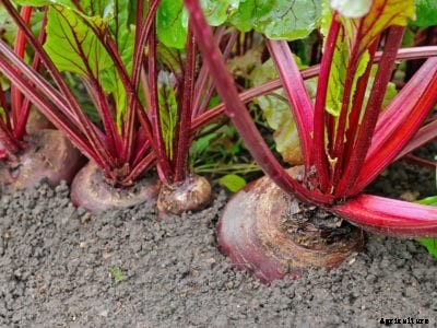 Beets With Powdery Mildew – Treating Powdery Mildew In Beet Plants