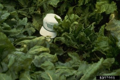 Curly Top Of Beet Plants – How To Treat Curly Top In Beets