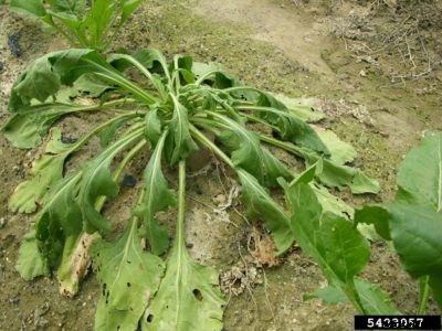 Southern Blight On Beets: Learn About Southern Blight Beet Treatment