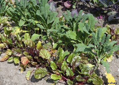 Beet Companion Plants: Learn About Suitable Beet Plant Companions