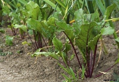 Beet Plant Height: Do Beets Get Big?