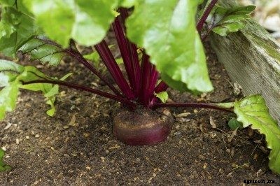 Fertilizing Beet Plants: Learn When And How To Fertilize Beets