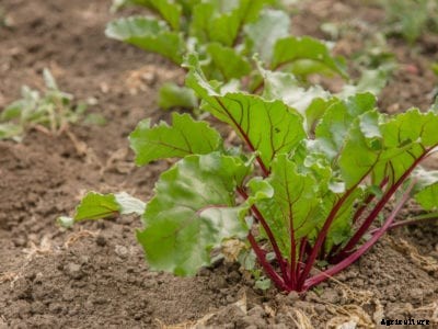 Beet Plant Wilting: Reasons Beets Are Falling Over Or Wilting