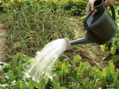 Watering Schedule For Beets: How To Avoid Over Watering Beets