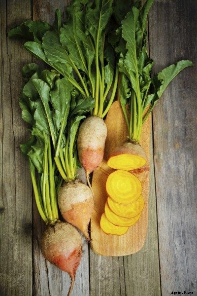 Growing Golden Beets: Tips On Caring For Golden Beet Plants