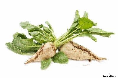 What Are Sugar Beets: Sugar Beet Uses And Cultivation