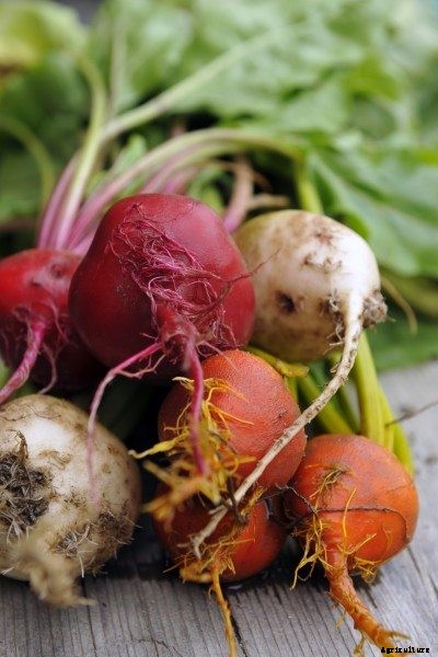 Types Of Beet Plants: Learn About Different Beet Varieties