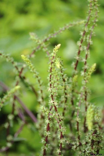 Beet Plant Flowering: How To Avoid Bolting In Beetroot
