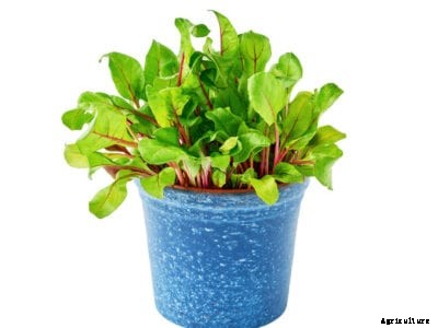 Container Grown Beets: Learn About The Care Of Potted Beets