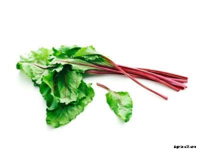 What Are Beet Greens: How To Use Beet Greens And Harvesting Leafy Beet Tops