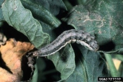 Beet Armyworm Control: Information On Treating And Preventing Armyworms
