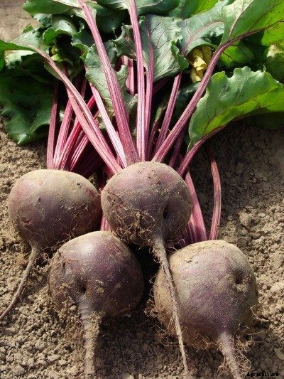 Picking Beets – Learn The Steps To Harvest Beets