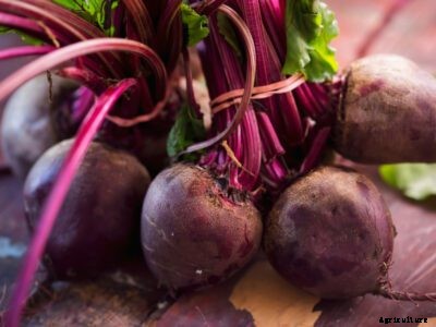 Growing Beets – How To Grow Beets In The Garden