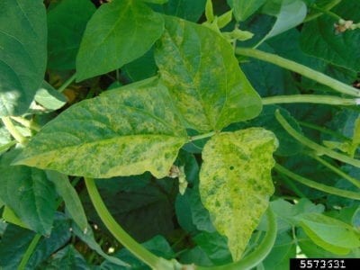Southern Pea Mosaic Virus: Learn About Mosaic Virus Of Southern Pea Plants