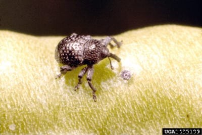 Cowpea Curculio Management – Information About Cowpea Curculio Damage