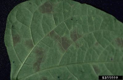 Cowpea Leaf Spot Diseases: Managing Southern Peas With Leaf Spots