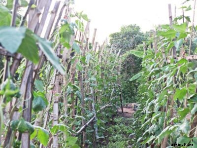 Southern Pea Rust Disease : Learn About Treating Rust In Cowpeas
