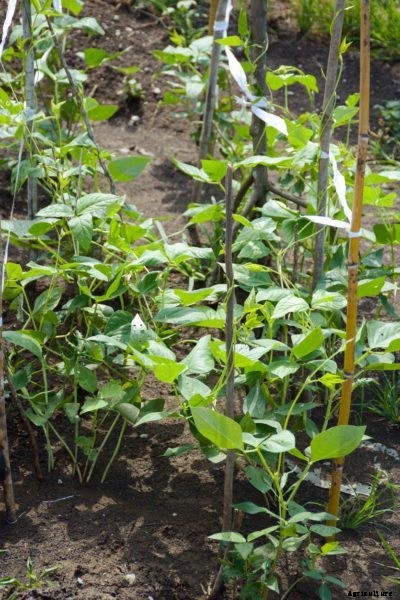 Young Southern Pea Problems: Learn About Cowpea Seedling Diseases