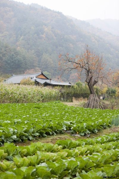 Bok Choy Fall Planting: A Guide To Growing Bok Choy In The Fall