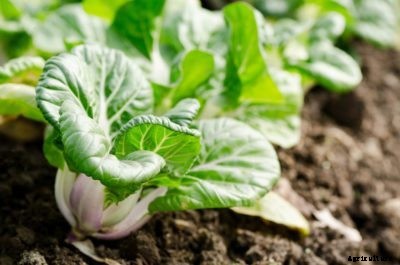 Problems With Bok Choy: Common Bok Choy Diseases And Pests