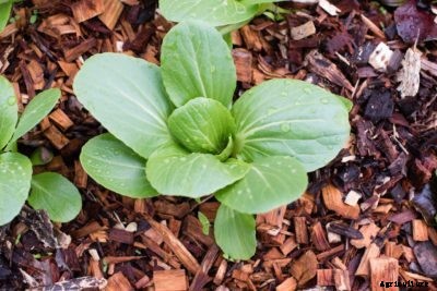 Bok Choy Planting Time: When Do I Plant Bok Choy