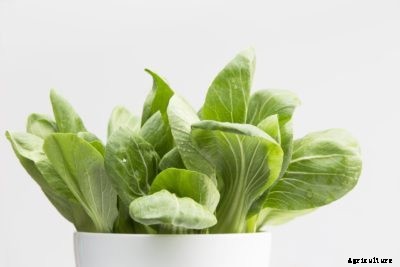 Bok Choy In A Pot – How To Grow Bok Choy In Containers