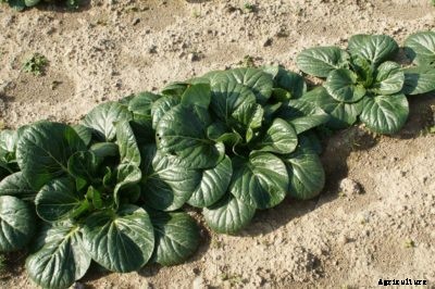 Bok Choy Spacing – How Close To Plant Bok Choy In The Garden