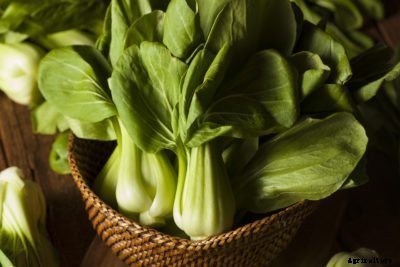 What Is Baby Bok Choy: Bok Choy Vs. Baby Bok Choy