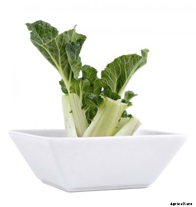 Can You Regrow Bok Choy: Growing Bok Choy From A Stalk
