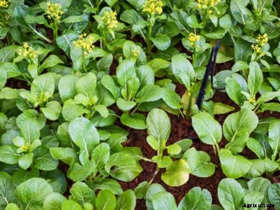 Bok Choy Plant Bolt: How To Prevent Bolting In Bok Choy