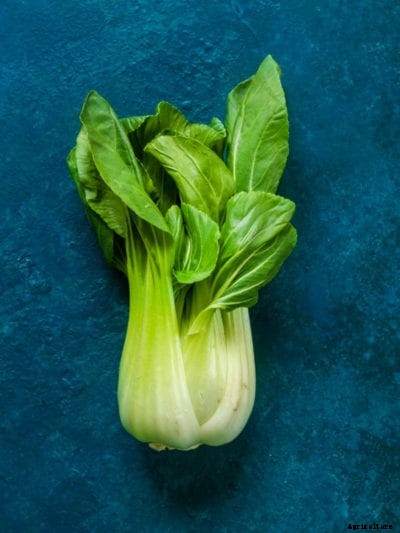 Bok Choy Harvesting – Learn When And How To Harvest Bok Choy