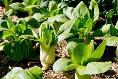 Planting Bok Choy: How To Grow Bok Choy