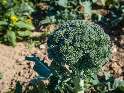 What Is Calabrese Broccoli – Information About Calabrese Sprouting Broccoli