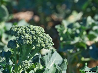 Broccoli Plant Side Shoots – Best Broccoli For Side Shoot Harvesting