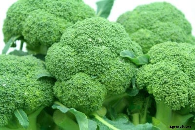 Heat Tolerant Broccoli – What Is A Sun King Broccoli Plant