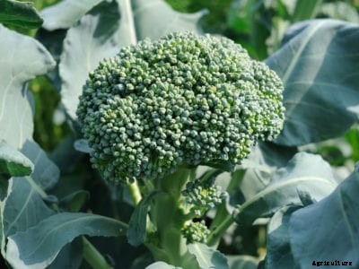 What Is Broccoli Di Ciccio: Growing Di Ciccio Broccoli Plants