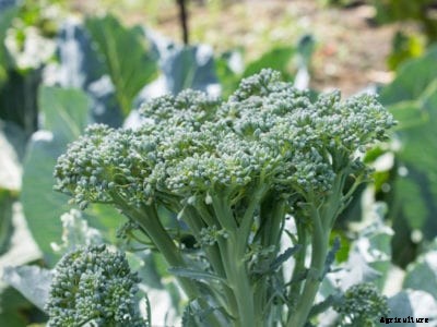 Destiny Hybrid Broccoli – How To Grow Destiny Broccoli Plants