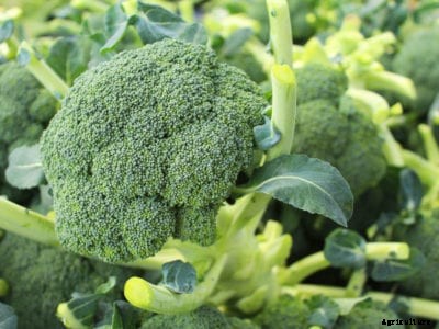 What Is Belstar Broccoli: How To Care For Belstar Broccoli Variety