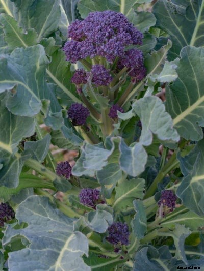 Purple Broccoli Plants – Planting Purple Sprouting Broccoli Seeds