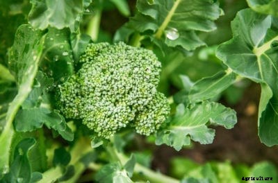 Broccoli Varieties: Learn About Different Types Of Broccoli