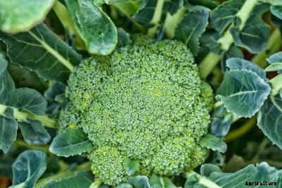 Green Magic Broccoli Variety: Growing Green Magic Broccoli Plants
