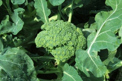 Growing Green Goliath Broccoli: How To Plant Green Goliath Broccoli Seeds