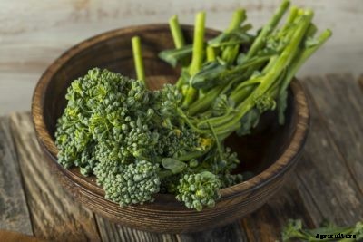 Broccolini Information – How To Grow Baby Broccoli Plants