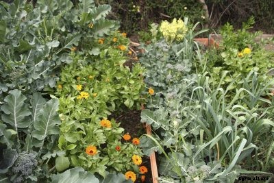 Companions To Broccoli: Suitable Companion Plants For Broccoli