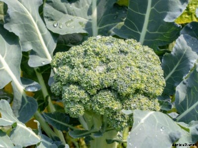 Container Growing Broccoli: Tips On Growing Broccoli In Pots